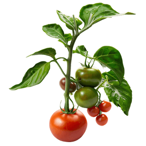 Fresh Tomato Plant PNG dvb PNG
