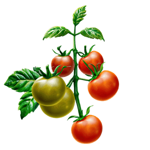 Fresh Tomato Plant PNG mmy7 PNG