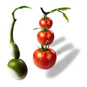 Fresh Tomatoes Png 88 PNG Image