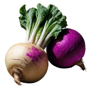 Fresh Turnip Png 06252024 PNG Image