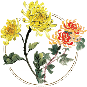 Fresh Two Tone Hand Painted Chrysanthemum Decorative - Chinese Paintings Of Chrysanthemum, HD Png Download PNG image with transparent background