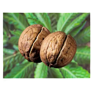 Fresh Walnut Png Gxx PNG Image