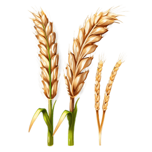 Fresh Wheat Ears PNG 55 PNG