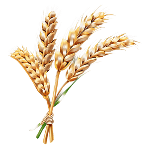 Fresh Wheat Ears PNG eoq PNG