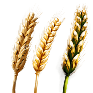 Fresh Wheat Ears PNG gum PNG