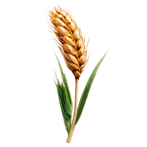 Fresh Wheat Ears PNG vjj PNG