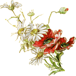 Fresh White Hand Drawn Chrysanthemum Decorative Elements - Chrysanthemum, HD Png Download PNG image with transparent background