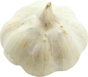 Fresh Whole Garlic Bulb PNG Image