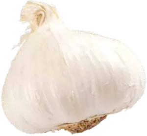 Fresh Whole Garlic Bulb PNG Image