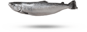 Sockeye Salmon, HD Png Download PNG with transparent background
