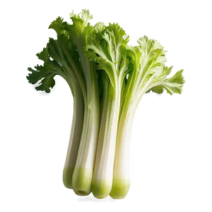 Freshly Cut Celery Png 89 PNG Image