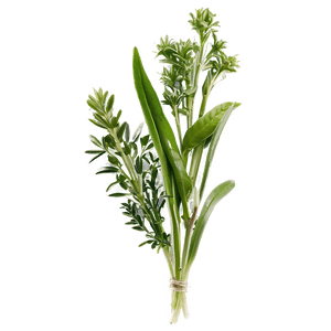 Freshly Cut Herb PNG 43 PNG with transparent background