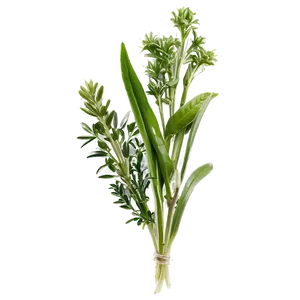 Freshly Cut Herb Png 43 PNG Image