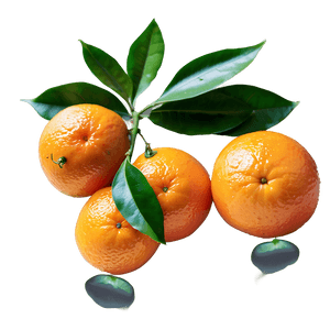 Freshly Picked Organic Oranges PNG 40 PNG with transparent background