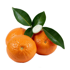 Freshly Picked Organic Oranges PNG ess45 PNG with transparent background