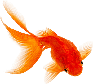Freshwater And Saltwater Fish Food - Transparent Background Koi Fish Transparent, HD Png Download PNG image with transparent background