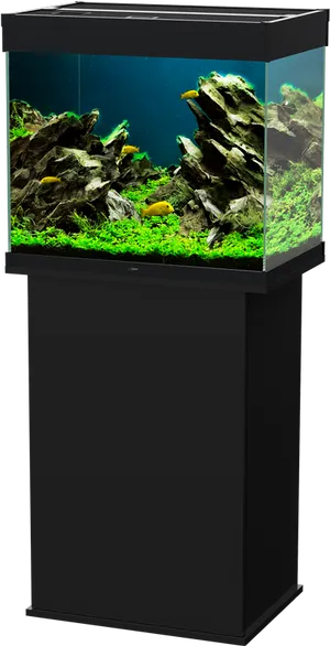 Freshwater Aquarium Setup PNG Image