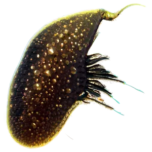 Freshwater Zooplankton Png 06292024 PNG Image