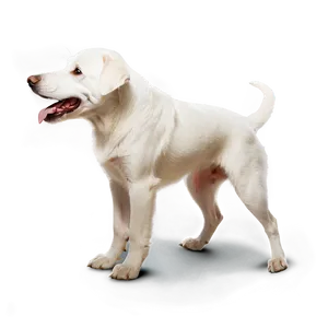 Friendly White Dog Png 06262024 PNG Image