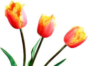 Fringed Orange Tulips PNG Image