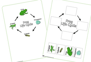 Frog Life Cycle, HD Png Download PNG with transparent background