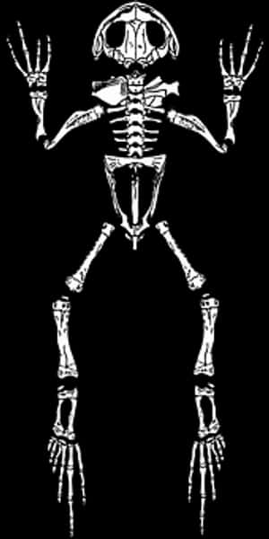 Frog Skeleton Illustration PNG image with transparent background