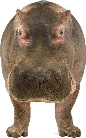 Frontal Hippo Standing Transparent Background PNG Image