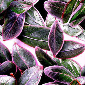Frosted Eucalyptus Leaves PNG 14 PNG