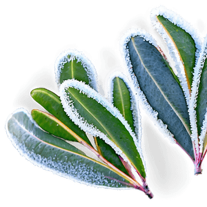 Frosted Eucalyptus Leaves PNG lcr PNG