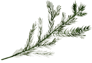 Frosted Pine Branch.png PNG image with transparent background