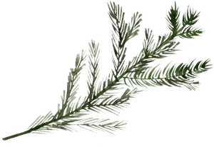 Frosted Pine Branch.png PNG Image