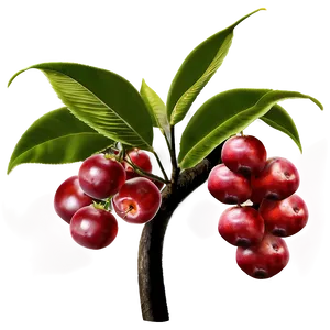 Fruit Tree A PNG Image