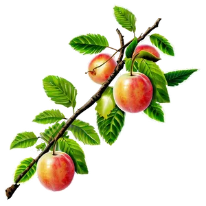 Fruit Tree Branches Png 34 PNG Image