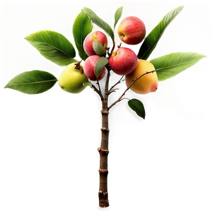 Fruit Tree Branches Png 53 PNG Image