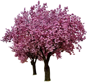 Full Bloom Cherry Blossom Tree PNG Image