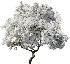 Tree, Magnolia, Spring, Blossom, Isolated, Nature, - Transparent Magnolia Tree Png, Png Download PNG image with transparent background