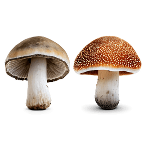 Fungi Collection PNG 06242024 PNG