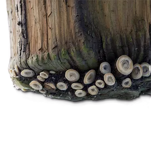 Fungi Under Log Png Lav81 PNG Image