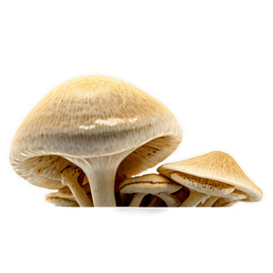 Fungus Among Us PNG 88 PNG
