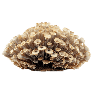 Fungus Among Us PNG kyi PNG