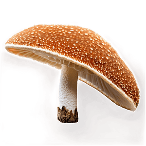 Fungus Among Us PNG lid24 PNG