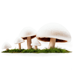 Fungus Growth PNG 06242024 PNG