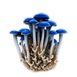 Fungus Growth PNG 70 PNG