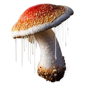 Fungus In Decay Png Pqr73 PNG Image