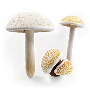 Fungus Texture Png 75 PNG Image