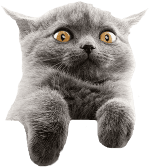 #funny #cat #meme #editit #cool #freetoedit - Grey British Shorthair With Yellow Eyes, HD Png Download PNG image with transparent background