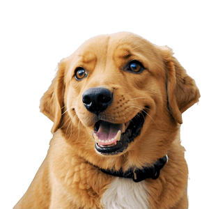 Funny Dog Face Meme PNG gnv PNG