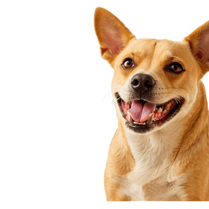 Funny Dogs PNG 75 PNG image with transparent background