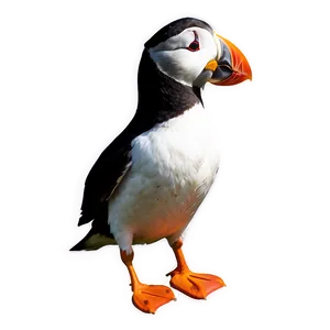 Funny Puffin Clipart Png 06292024 PNG Image