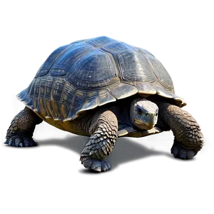 Galapagos Giant Tortoise Png Wxq41 PNG Image